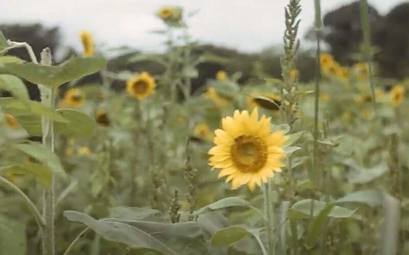 Sunflower Festival