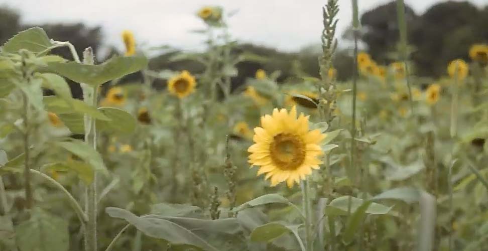 Sunflower Festival