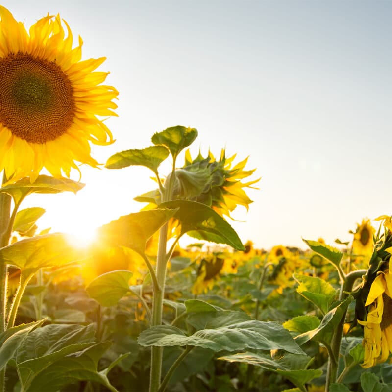 image of sunflower at the Sunflower Festival at Copper Creek Farm