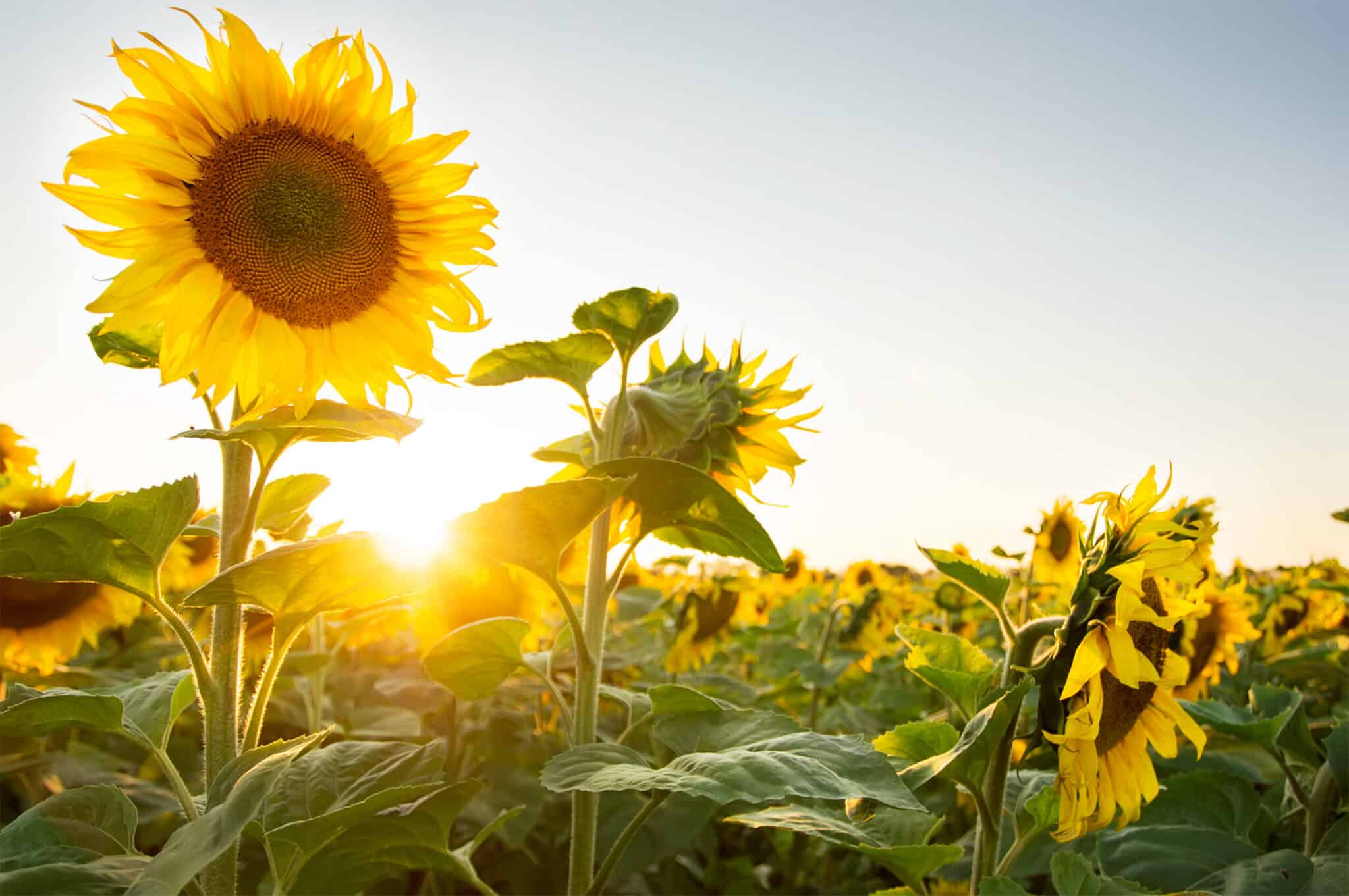 The Sunflower Festival Returns to Copper Creek Farm – June 2022 