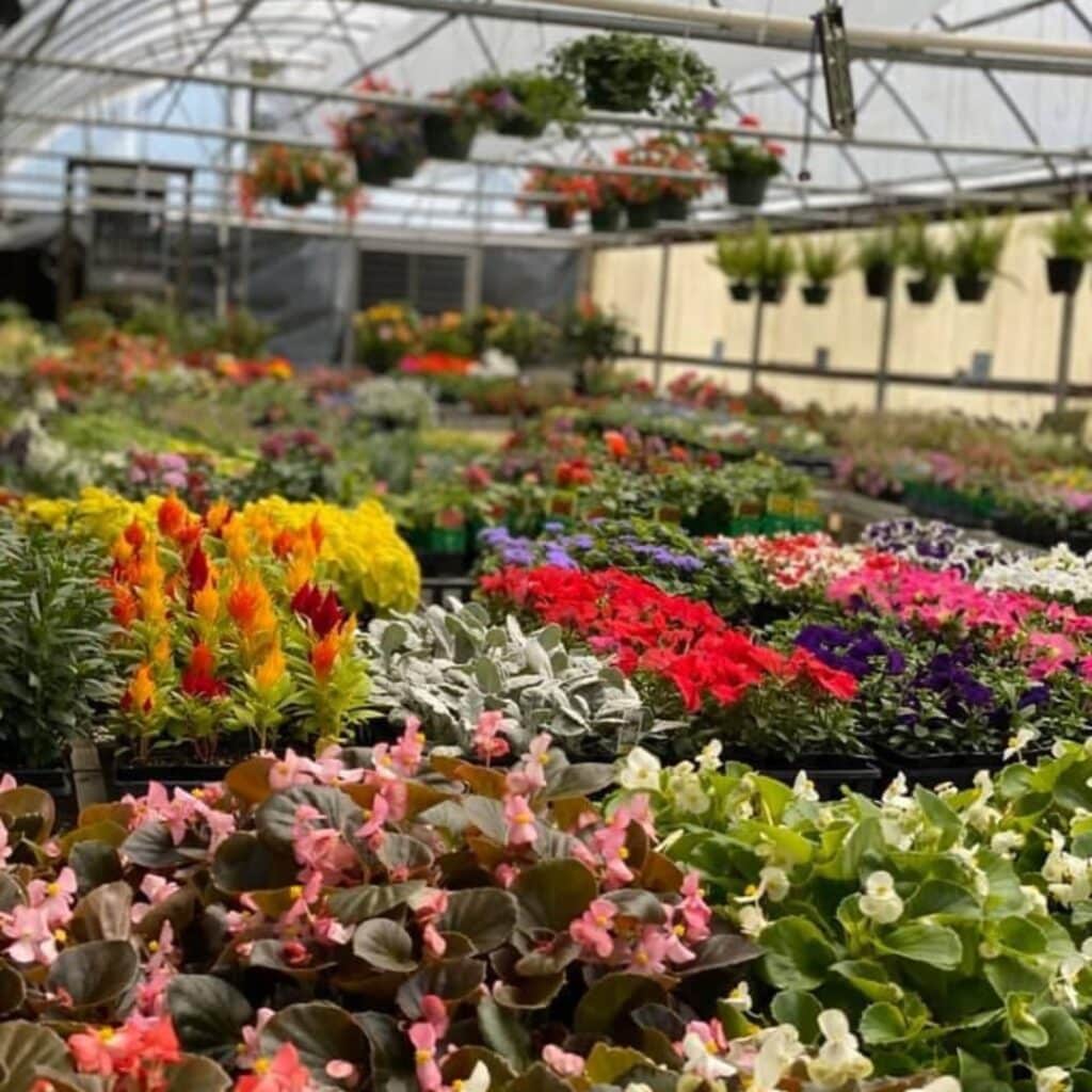 Belwood Nursery in Gordon County, GA